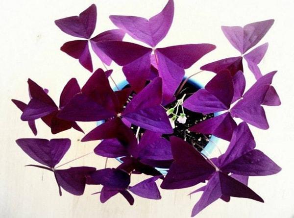 Mỗi chiếc lá như một chú Bướm Đêm xinh đẹp