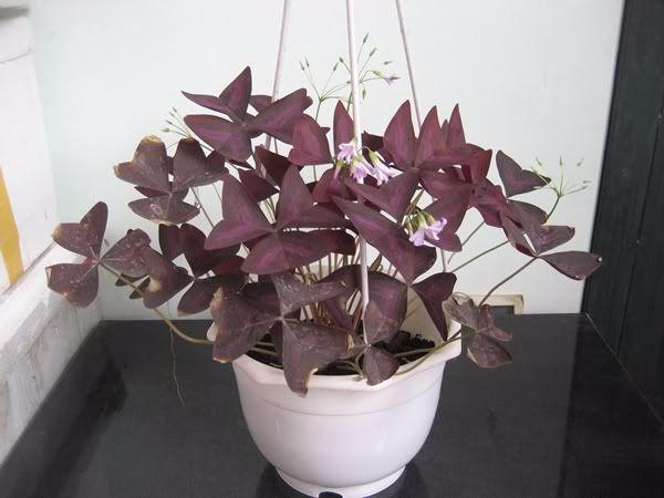 Cách lựa chọn và bố trí cây Bướm Đêm trên bàn làm việc