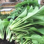 Cách trồng cải ngọt đơn giản, mọc nhanh xanh mơn mởn - mobiAgri