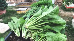 Cách trồng cải ngọt đơn giản, mọc nhanh xanh mơn mởn - mobiAgri