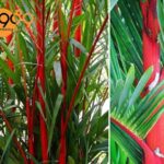 Cây Cau Đỏ - Cây Cảnh Phong Thủy Trang Trí Văn Phòng Đẹp