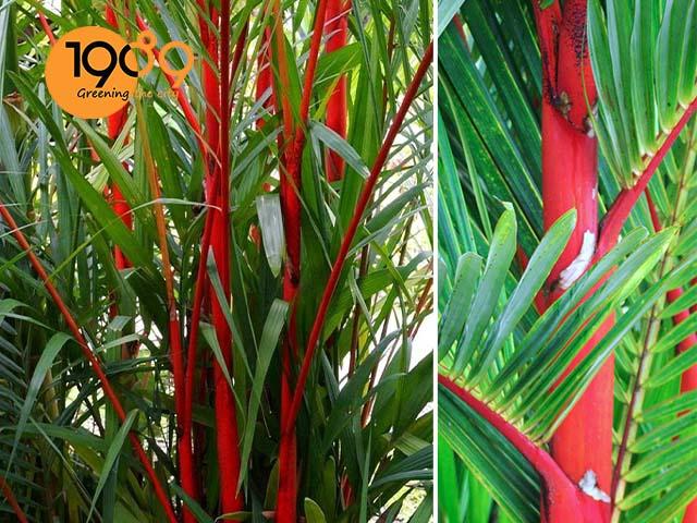 Cây Cau Đỏ - Cây Cảnh Phong Thủy Trang Trí Văn Phòng Đẹp