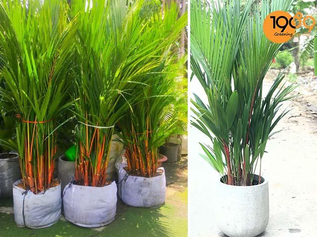 cây để sàn cao cấp cau đỏ