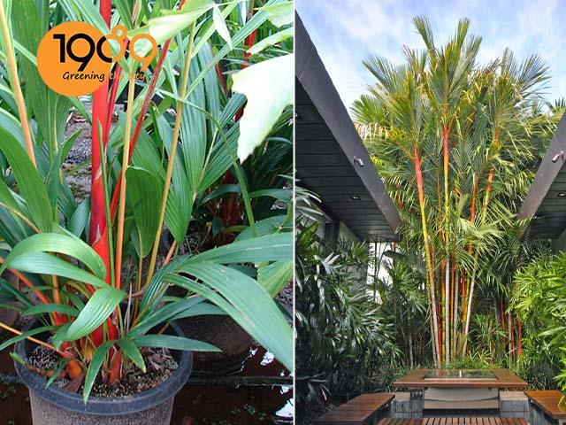 cây để sàn cao cấp cau đỏ tphcm