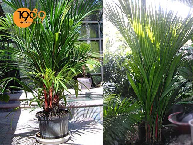 cây để sàn cao cấp cây cau đỏ hcm 1989