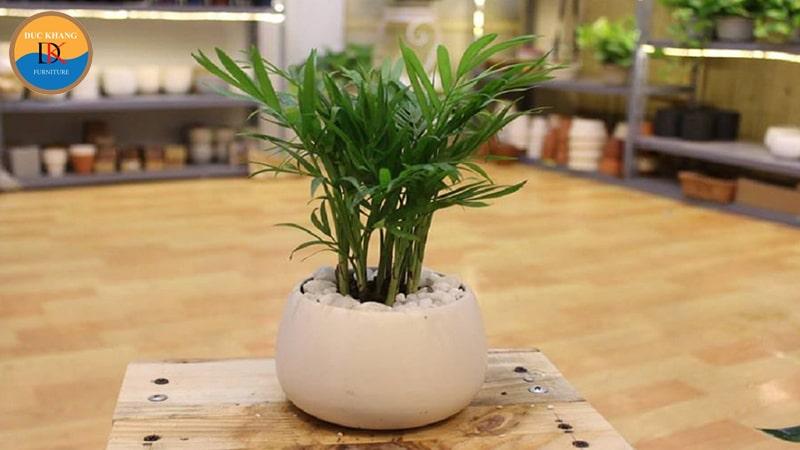 Cây Cau Tiểu Trâm hợp mệnh gì?