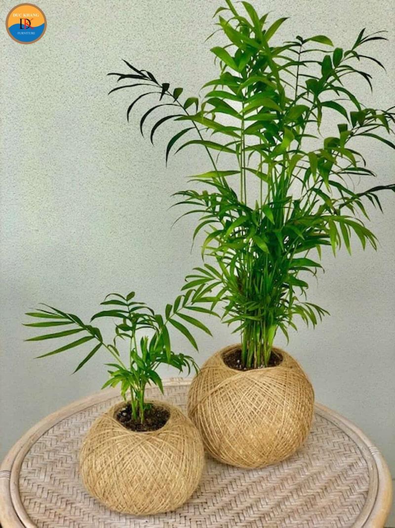 Cây Cau Tiểu Trâm hợp tuổi gì?