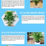 Cây Cau Tiểu Trâm hợp mệnh gì, tuổi gì? Ý nghĩa phong thủy