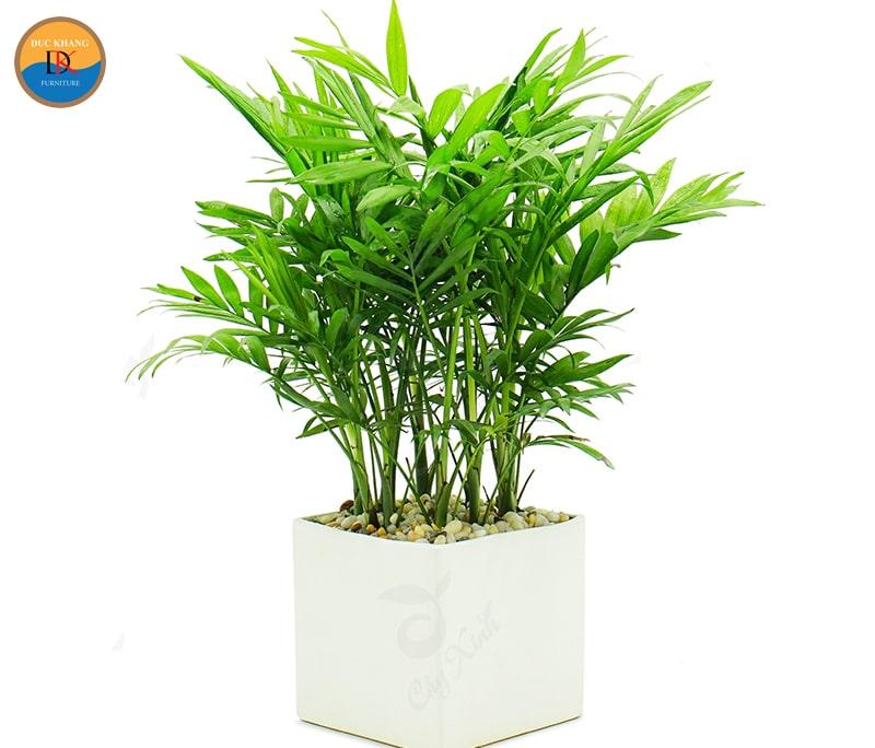 Tác dụng của cây Cau Tiểu Trâm