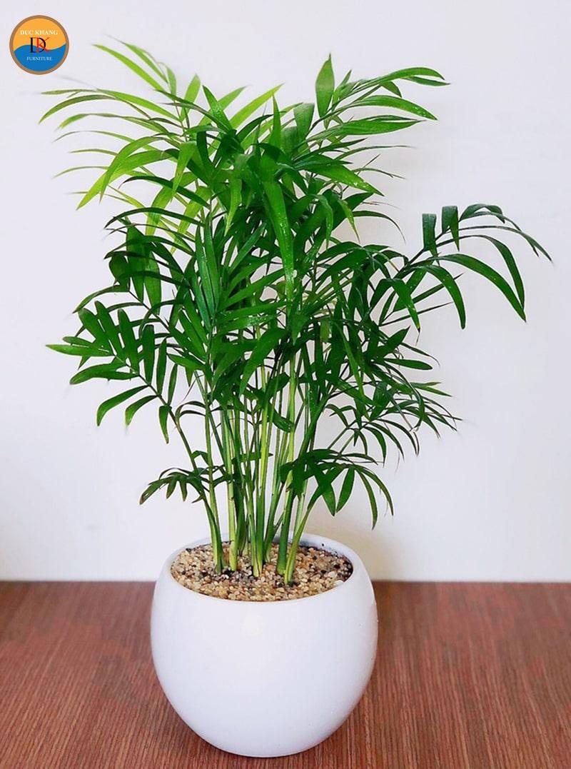 Tác dụng của cây Cau Tiểu Trâm