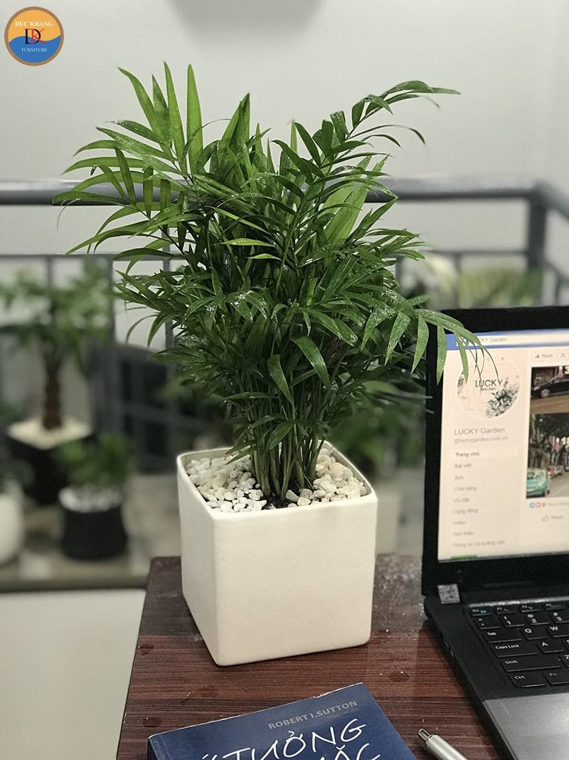 Cây Cau Tiểu Trâm có ý nghĩa gì