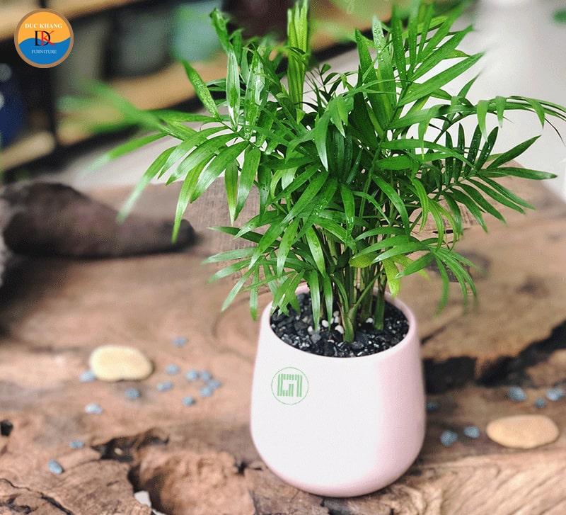 Cách trồng chăm sóc cây Cau Tiểu Trâm