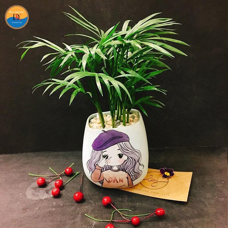 Cách trồng chăm sóc cây Cau Tiểu Trâm