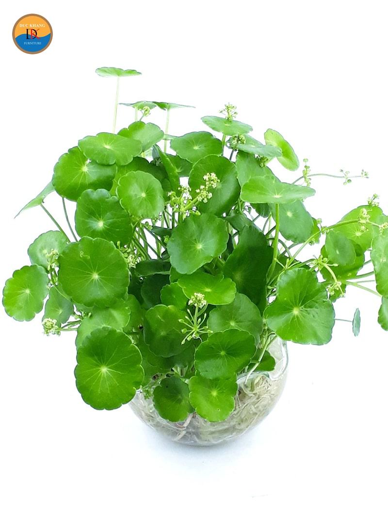 Cây Cỏ Đồng Tiền hợp mệnh gì, tuổi gì? Ý nghĩa và vị trí đặt
