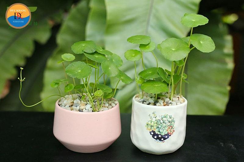Cây Cỏ Đồng Tiền hợp mệnh gì, tuổi gì? Ý nghĩa và vị trí đặt