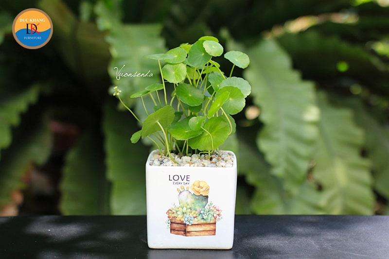 Cây Cỏ Đồng Tiền hợp mệnh gì, tuổi gì? Ý nghĩa và vị trí đặt