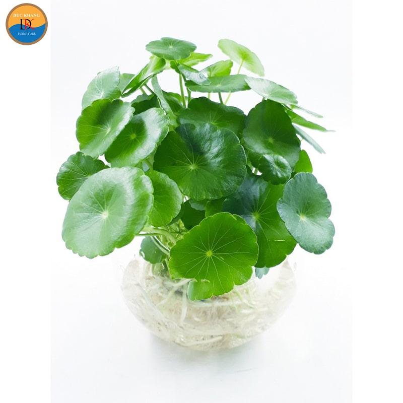 Cây Cỏ Đồng Tiền hợp mệnh gì, tuổi gì? Ý nghĩa và vị trí đặt
