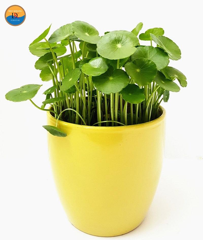 Cây Cỏ Đồng Tiền hợp mệnh gì, tuổi gì? Ý nghĩa và vị trí đặt