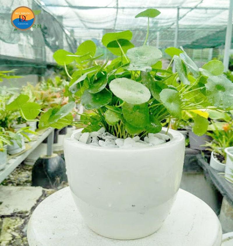 Cây Cỏ Đồng Tiền hợp mệnh gì, tuổi gì? Ý nghĩa và vị trí đặt