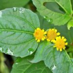 Cây cúc áo: Dược liệu giúp ác dụng giảm đau, tiêu độc, tiêu đờm