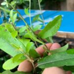 Đặc điểm, thành phần hóa học và công dụng của cây cúc tần