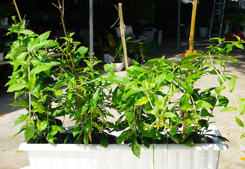 Không chỉ có công dụng làm cảnh, cúc tần còn được sử dụng để làm thuốc