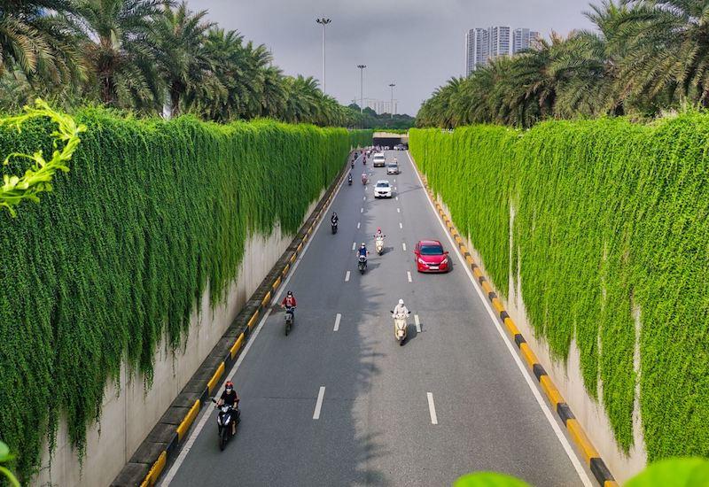 Hình ảnh cúc tần trở thành những bức rèm xanh đem lại mỹ quan cho đô thị