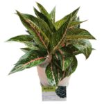 Cây Cung Điện Vàng