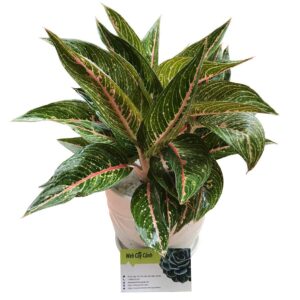 Cây Cung Điện Vàng