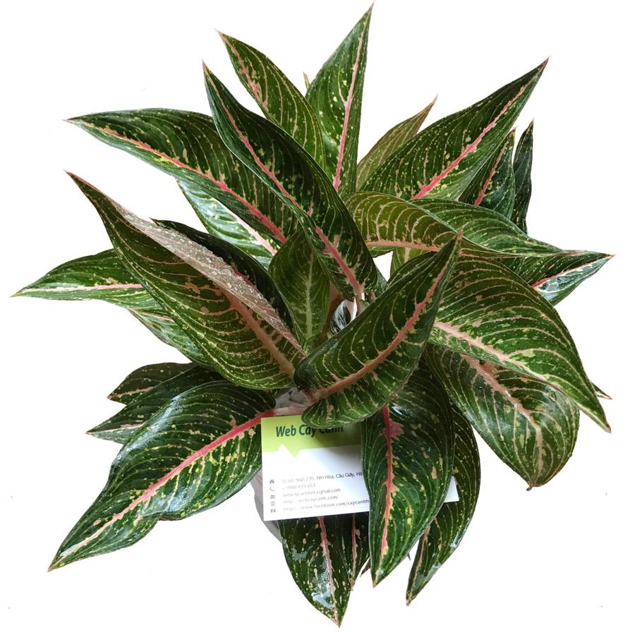 cay-cung-dien-vang-de-ban