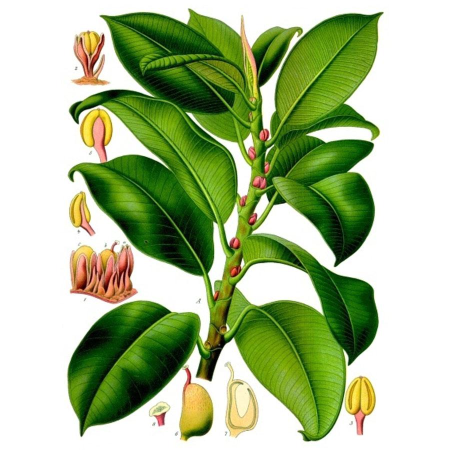 cay-da-bup-do-de-ban