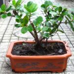 Ý nghĩa Cây Da Nhật bonsai đẹp - Cách trồng và chăm sóc ra sao ?