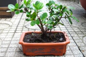 Ý nghĩa Cây Da Nhật bonsai đẹp - Cách trồng và chăm sóc ra sao ?