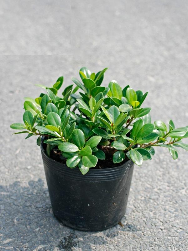 Cây da Nhật bonsai đẹp