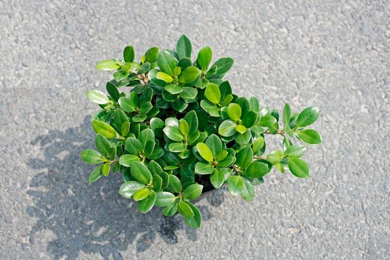 Cây da Nhật bonsai đẹp