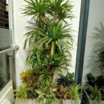 Cây đại lộc - Đem lại tài lộc, may mắn cho gia chủ khi trồng