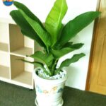 Cây Đại Phú Gia hợp mệnh gì, tuổi gì? Ý nghĩa phong thủy