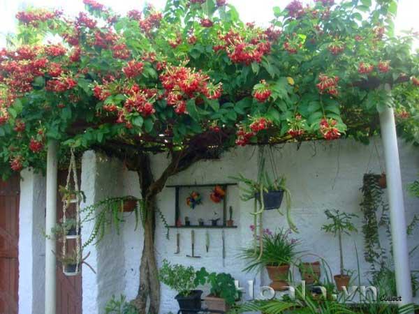 hoa-leo-vuon-tuong-8