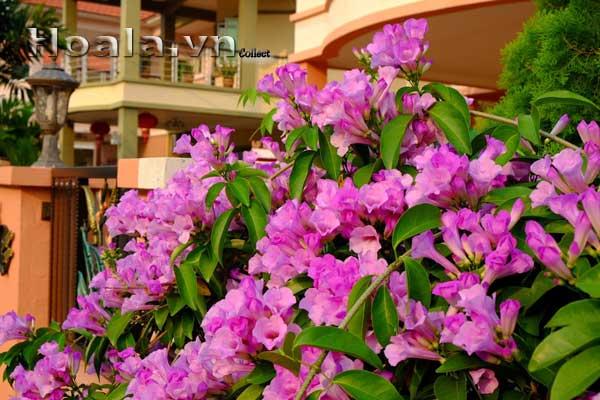 hoa-leo-vuon-tuong-10