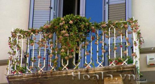 hoa-leo-vuon-tuong-11