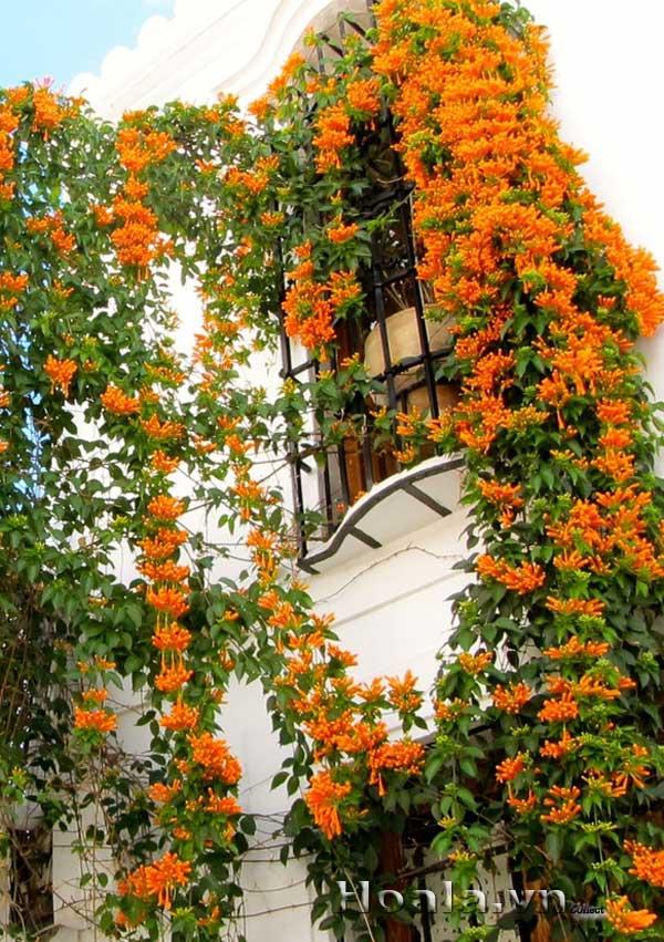 hoa-leo-vuon-tuong-12