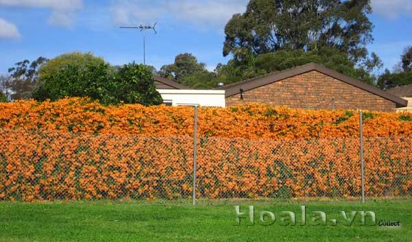 hoa-leo-vuon-tuong-13