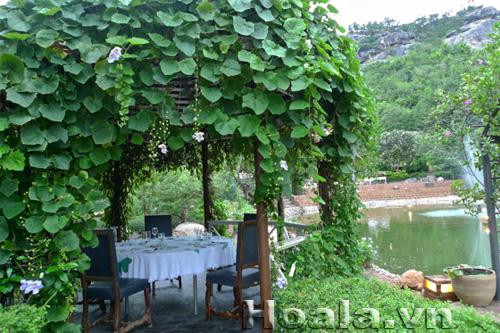 hoa-leo-vuon-tuong-14