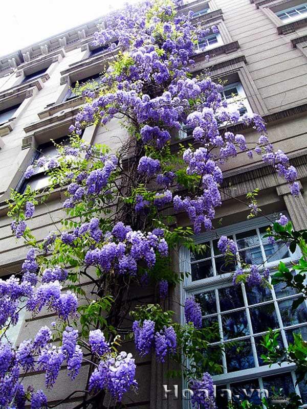 cay day leo cuc tan an do