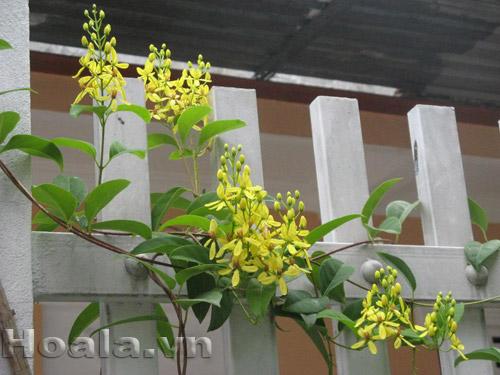 ho-leo-vuon-tuong-14