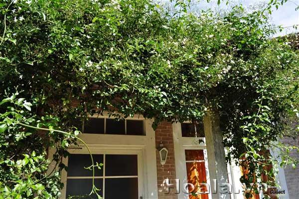 hoa-leo-vuon-tuong-16