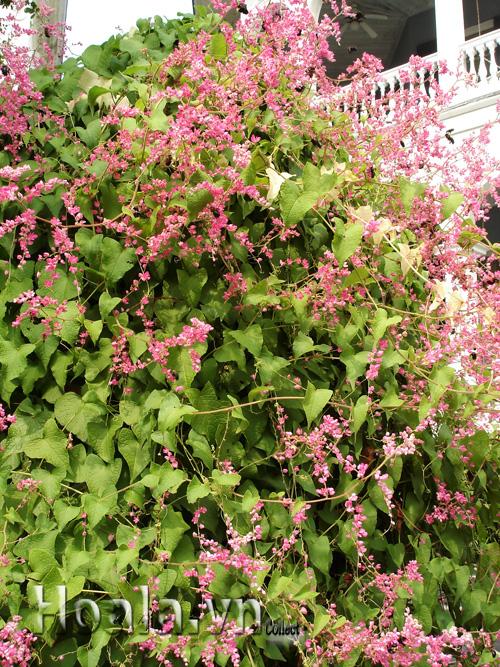 hoa-leo-vuon-tuong-16