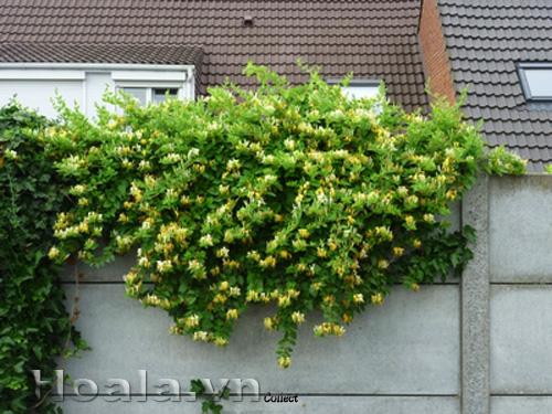 hoa-leo-vuon-tuong-17