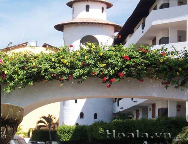 hoa-leo-vuon-tuong-18