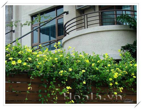 hoa-leo-vuon-tuong-18